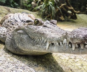 Alligator vs. Krokodil: Sind diese Reptilien alle gleich?