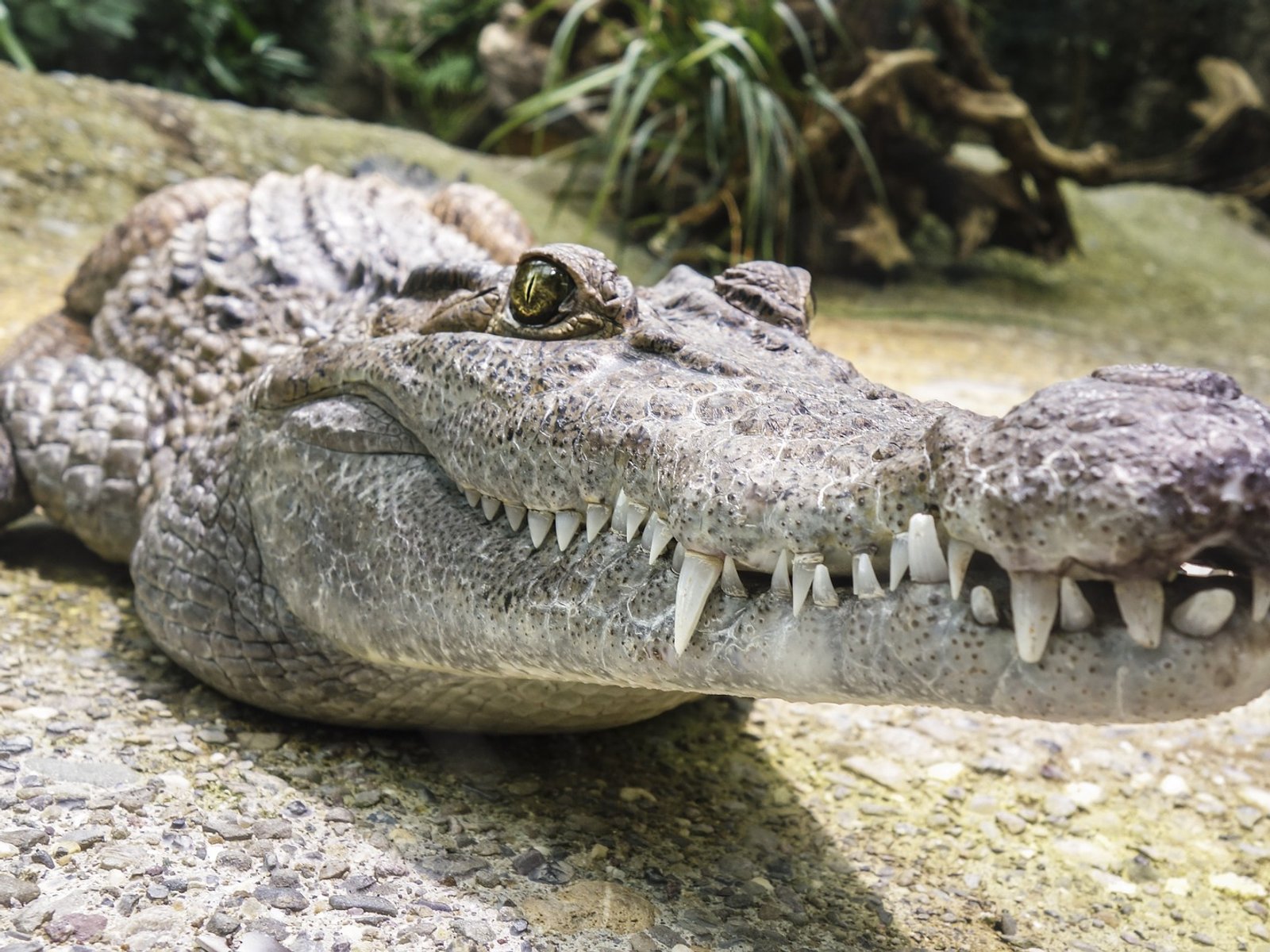 Unterschied Zwischen Krokodil Und Alligator
