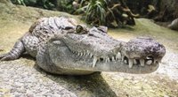 Alligator vs. Krokodil: Sind diese Reptilien alle gleich?