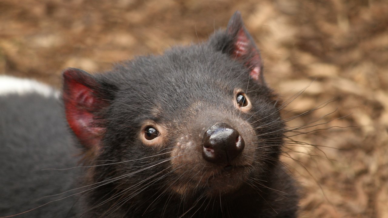 Tasmanischer Teufel Nachwuchs