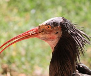 Dieser Vogel mit seinem auffälligen Kopf ist vom Aussterben bedroht