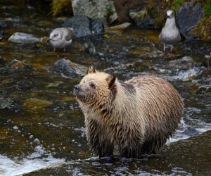 Was fressen Bären? So werden die Wildtiere satt