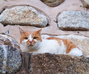 Dürfen Katzen Brot essen? So darfst du es füttern