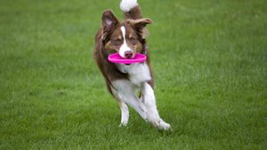 Spielspaß im Grünen: Die besten Hunde-Gadgets für den Garten