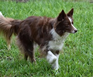 Wie viele Haare hat ein Hund? Faszinierendes Wissen zum Hundefell