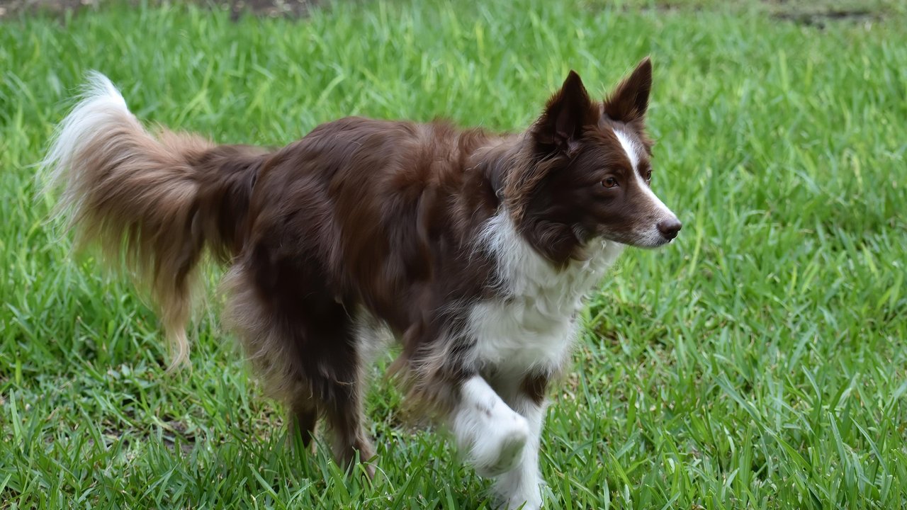 Langhaarige Hunderassen wie der Collie können mehrere Tausend Haare pro Quadratzentimeter besitzen.