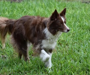 Wie viele Haare hat ein Hund? Faszinierendes Wissen zum Hundefell