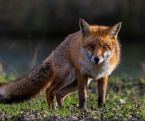 Was fressen Füchse und darfst du sie füttern?