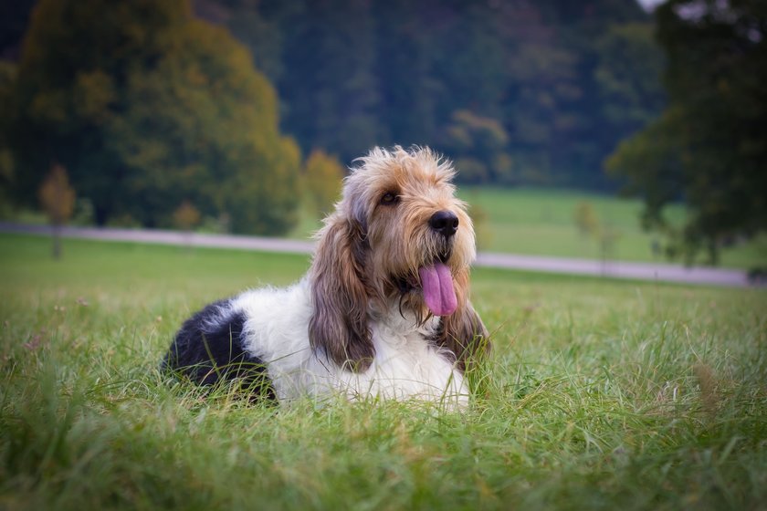 Grand basset griffon vendeen dog 