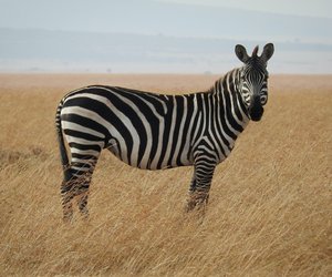 Wo leben Zebras? Interessantes über die Gestreiften Freunde