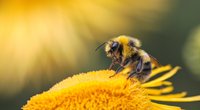 Was fressen Bienen? Das brauchen Larven und erwachsene Bienen