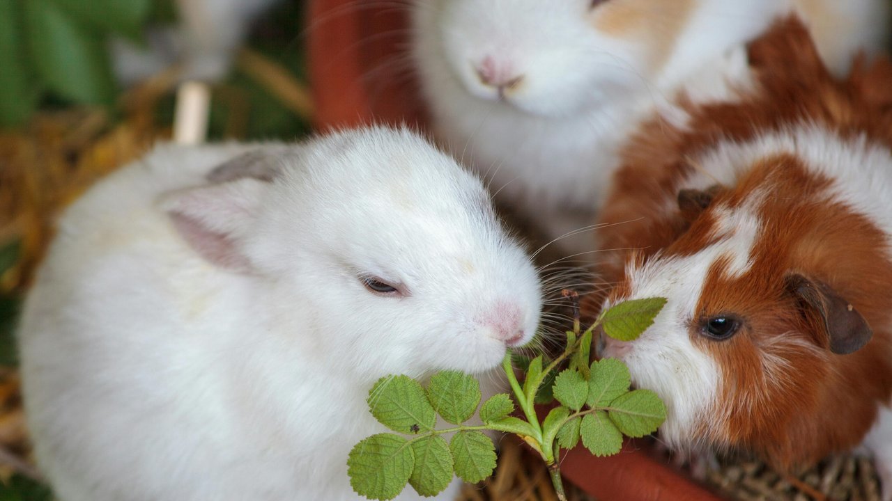 Nicht nur Grünfutter ist bei Kaninchen und Meerschweinchen beliebt.