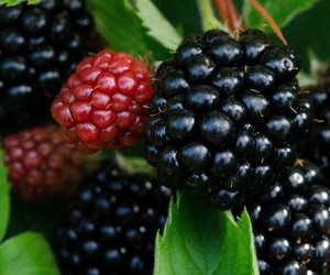 Brombeeren in der Schwangerschaft: Die lecker Beere
