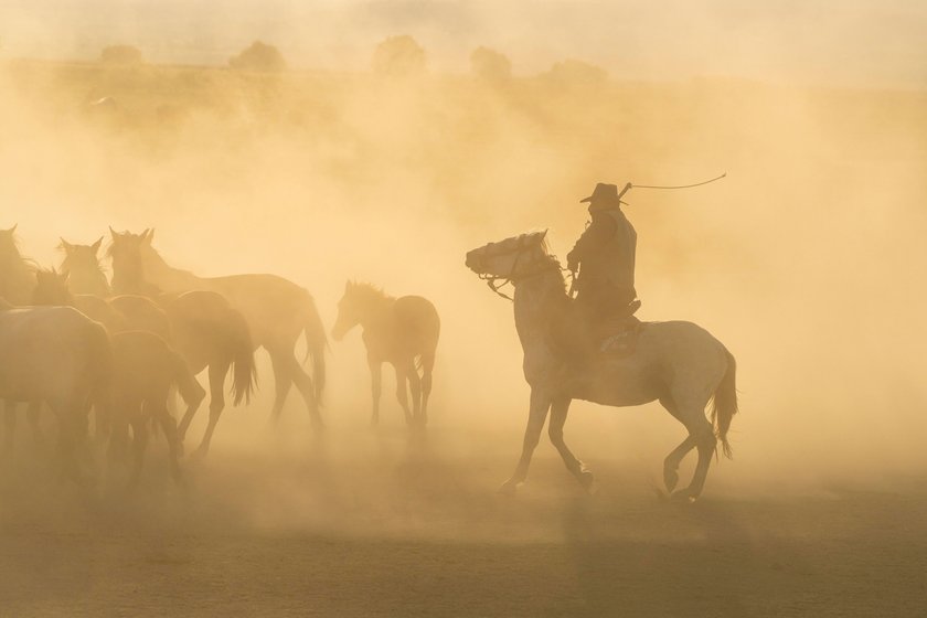 Cowboy on horse with whip herding wild and semi-wild Yilki horses at sunset, Hacilar, Kayseri, Cappadocia, Anatolia, Turkey