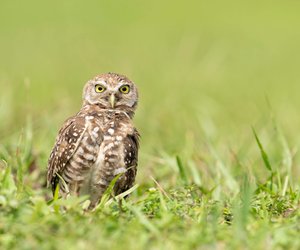 Wie alt werden Eulen?