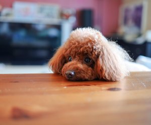 Vierbeinerfakten: Dürfen Hunde Blumenkohl essen?