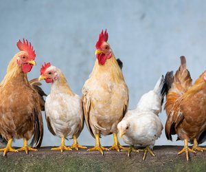 Wie lange leben Hühner? Das ist ihre Lebenserwartung