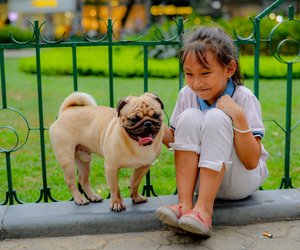 Wissen für Pfotenfreunde: Wie alt werden Möpse?