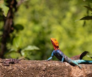 Wie alt werden Geckos? Die Lebensdauer der kleinen Echsen