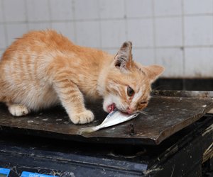 Dürfen Katzen Lachs essen?