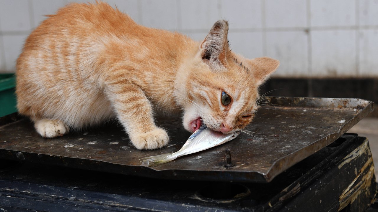 Katzen fressen gern Fisch. Ist auch Lachs erlaubt?