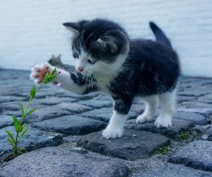 Dürfen Katzen Mais essen? Das solltest du beachten