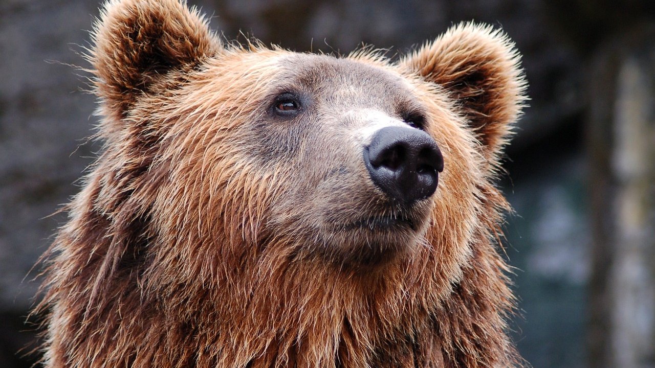 Braunbären ernähren sich zum größten Teil vegetarisch. 