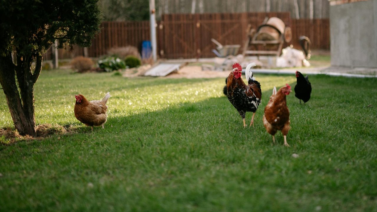 Im Garten finden Hühner Würmer und Schnecken.