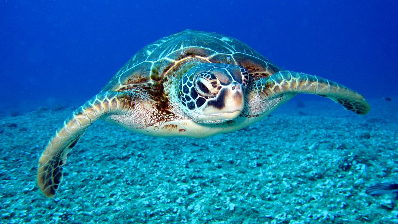 Wasserschildkröten schwimmen im Ozean.