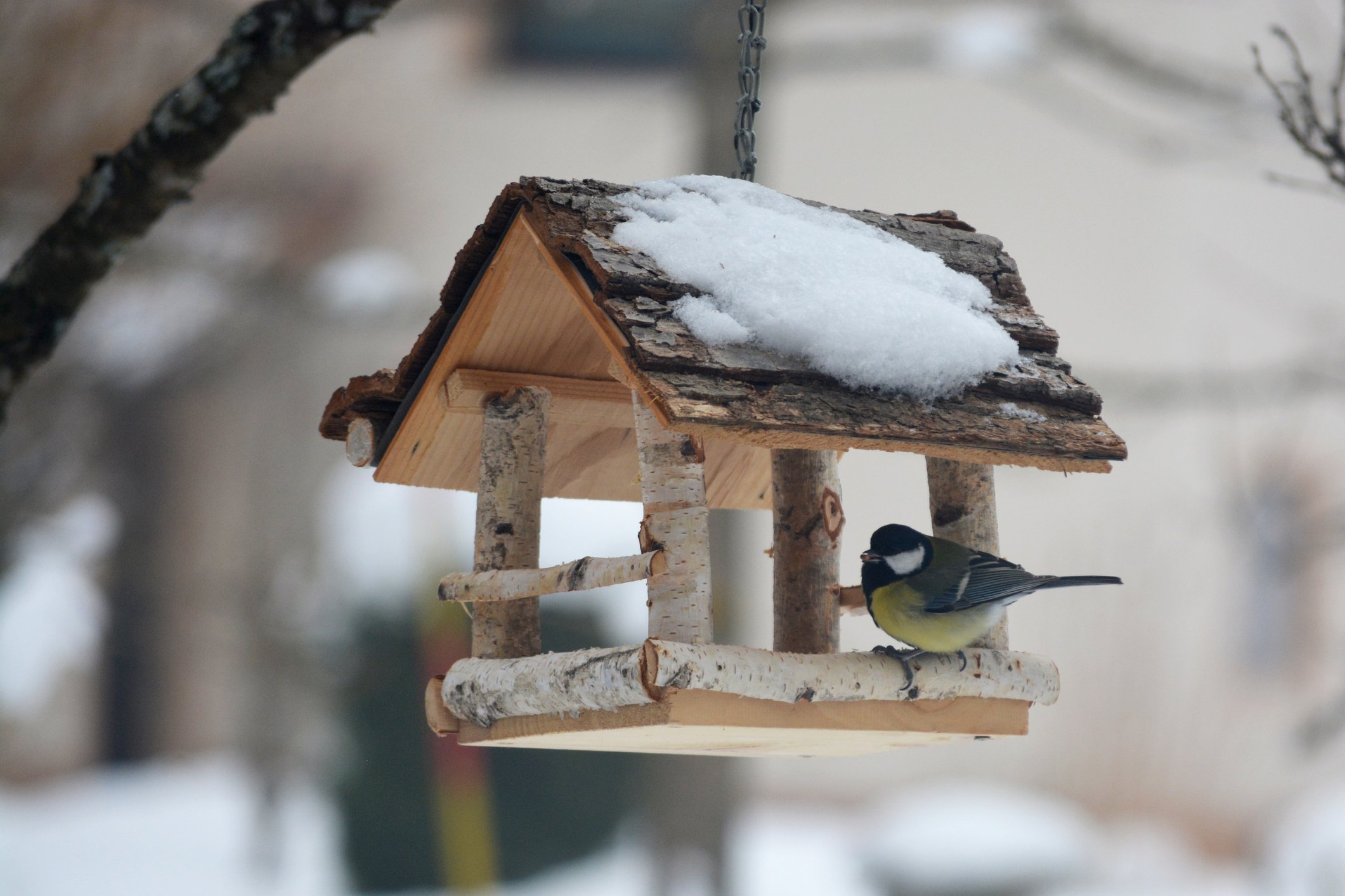 Vogelhaus Bauen Bauanleitung Fur Nistkasten Familie De