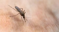 Juckreiz durch Mückenstiche: Dieses simple Mittel hast du bestimmt bei dir zuhause