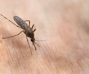 Diesen Geheimtrick gegen juckende Mückenstiche liebt jeder