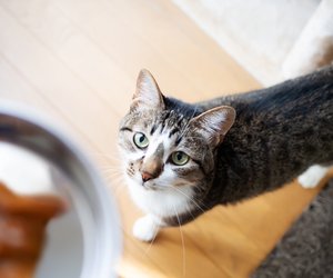 Schnäppchen: Amazon verkauft Futterautomat für eure Katze 29 % günstiger