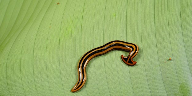 Dieser fleischfressende Wurm breitet sich in Deutschland aus – und kann sogar zerteilt weiterleben