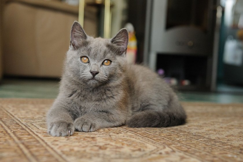 Süße Kartäuser Katze auf einem Teppich