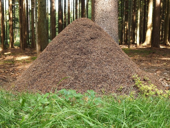 Ameisenhügel im Wald