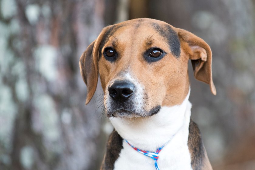 Treeing Walker Coonhound