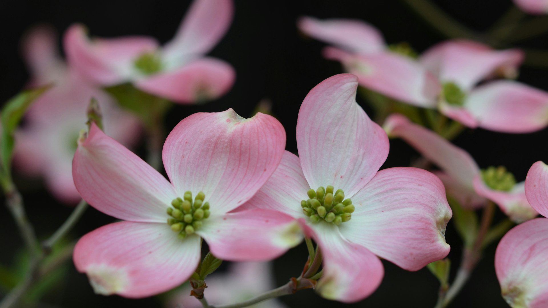 Harmlos oder nicht Ist der Hartriegel giftig?