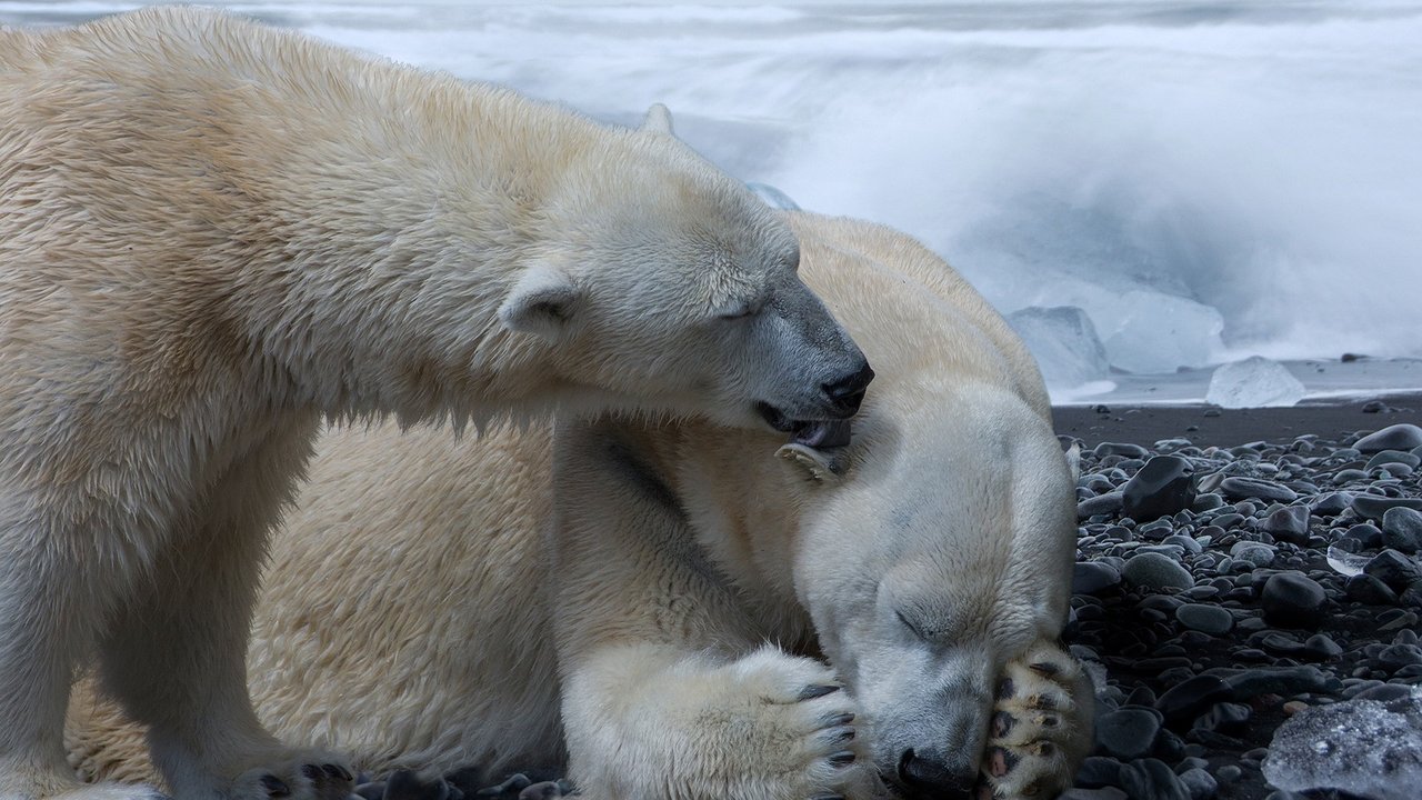 Eisbären sind meist Einzelgänger, vertragen sich aber mit ihren Familienmitgliedern.