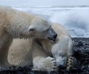 Gigant der Arktis: Dieses Gewicht hat ein Eisbär
