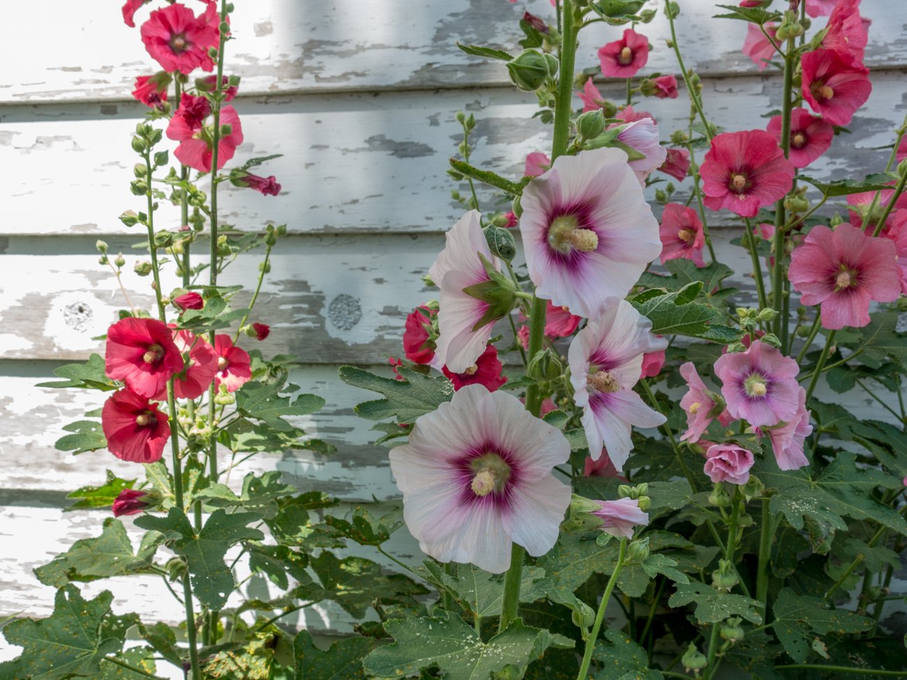 Malve im Garten Malve im Garten