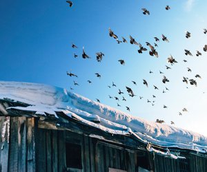 Welche Vögel fliegen in den Süden? Wir erklären es für Kinder