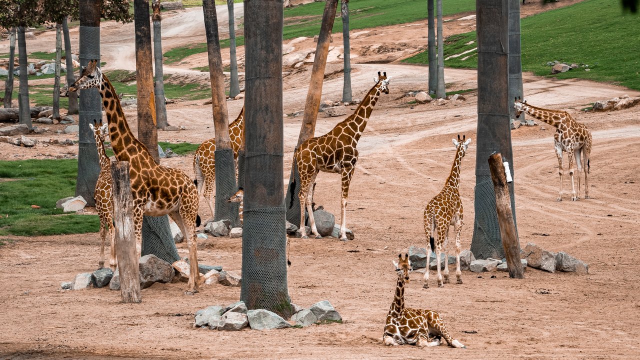 Diese Giraffen leben im größten Zoo der Welt und haben sehr viel Platz.