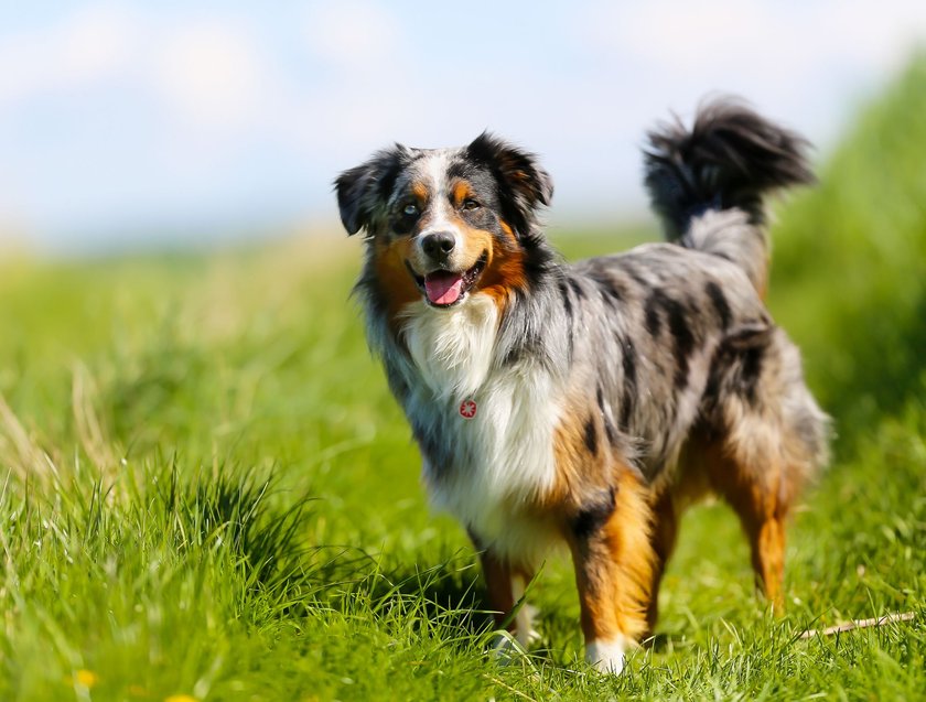 Australian Shepherd im Gras