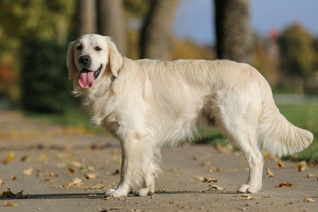 Golden&#x20;Retriever