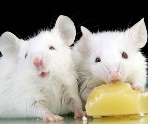 Brokkoli für Ratten: Ist das gesunde Gemüse erlaubt?