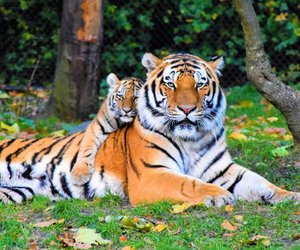 Was fressen Tiger und haben sie auch Feinde?