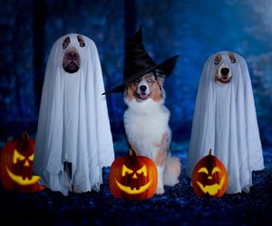 Hundekostüm zu Halloween: 9 schaurig schöne Outfits für unsere Vierbeiner