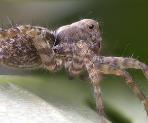 Wolfsspinne giftig: Wie gefährlich ist die Spinne wirklich?