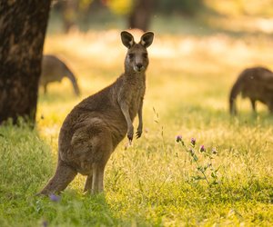 Ein Känguru als Haustier halten? Das solltest du wissen